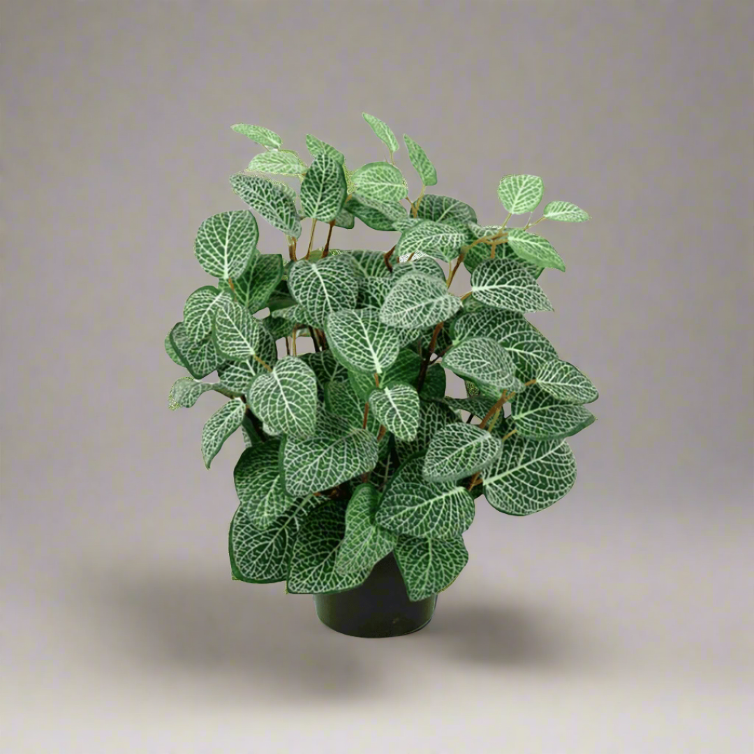 Mr. Plant Fittonia, 34 cm