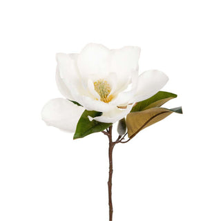 Mr. Plant Magnolia 50 cm