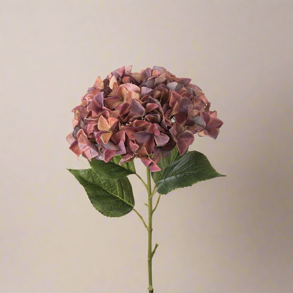 Mr.Plant Hortensia 110 cm