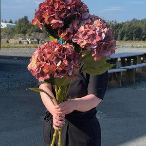 Mr.Plant Hortensia 110 cm