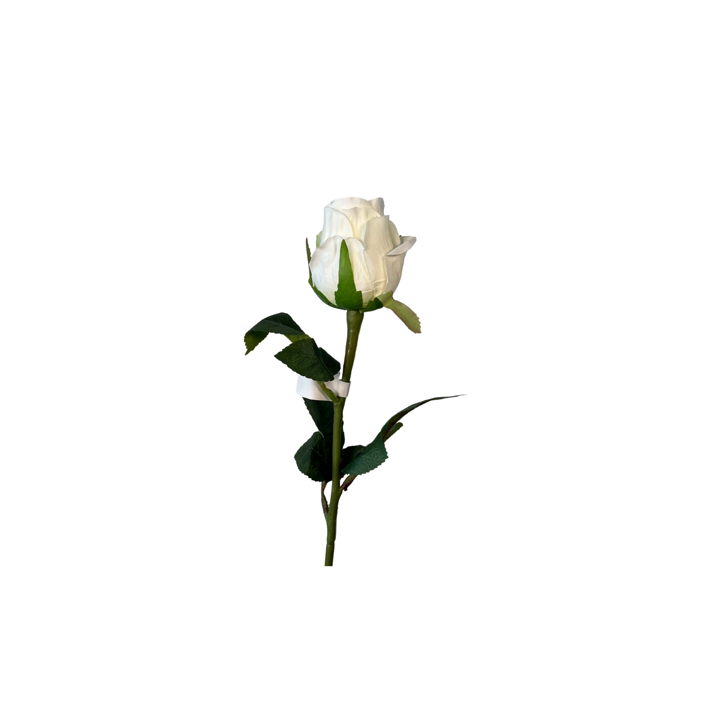 Elegant og vedlikeholdsfri hvit rose for dekorasjon og interiør, produsert av Mr. Plant.