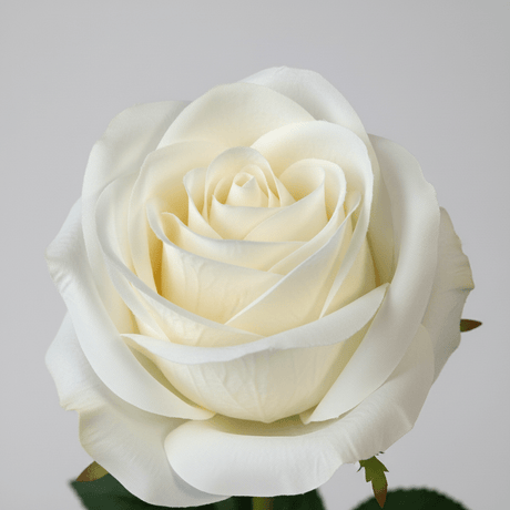 Mr. plant rose hvit - Lindas Dekor