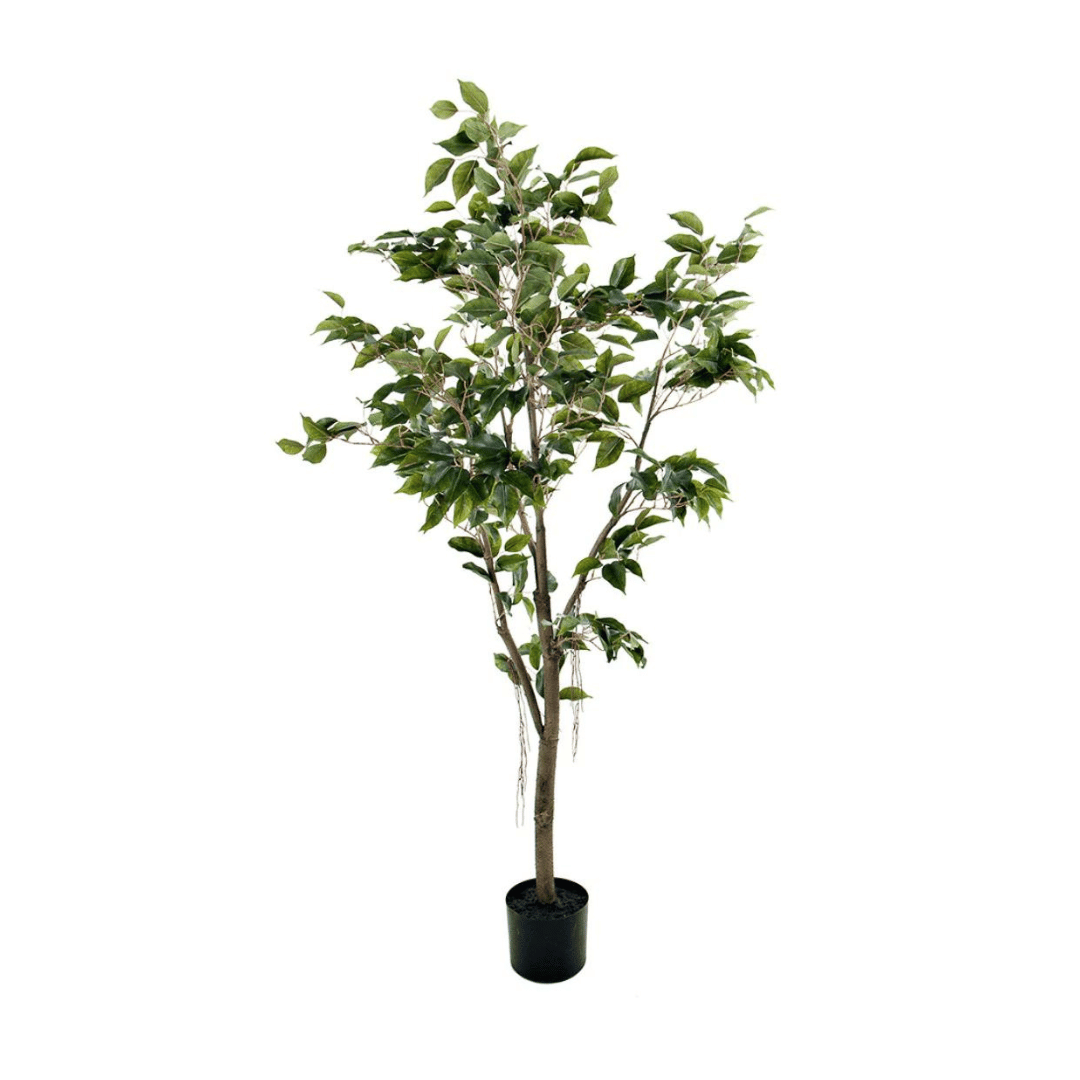 Mr. Plant Fikus Benjamin 180 cm
