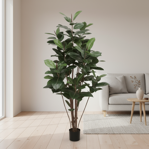 Mr. Plant Fikus Robusta 180 cm