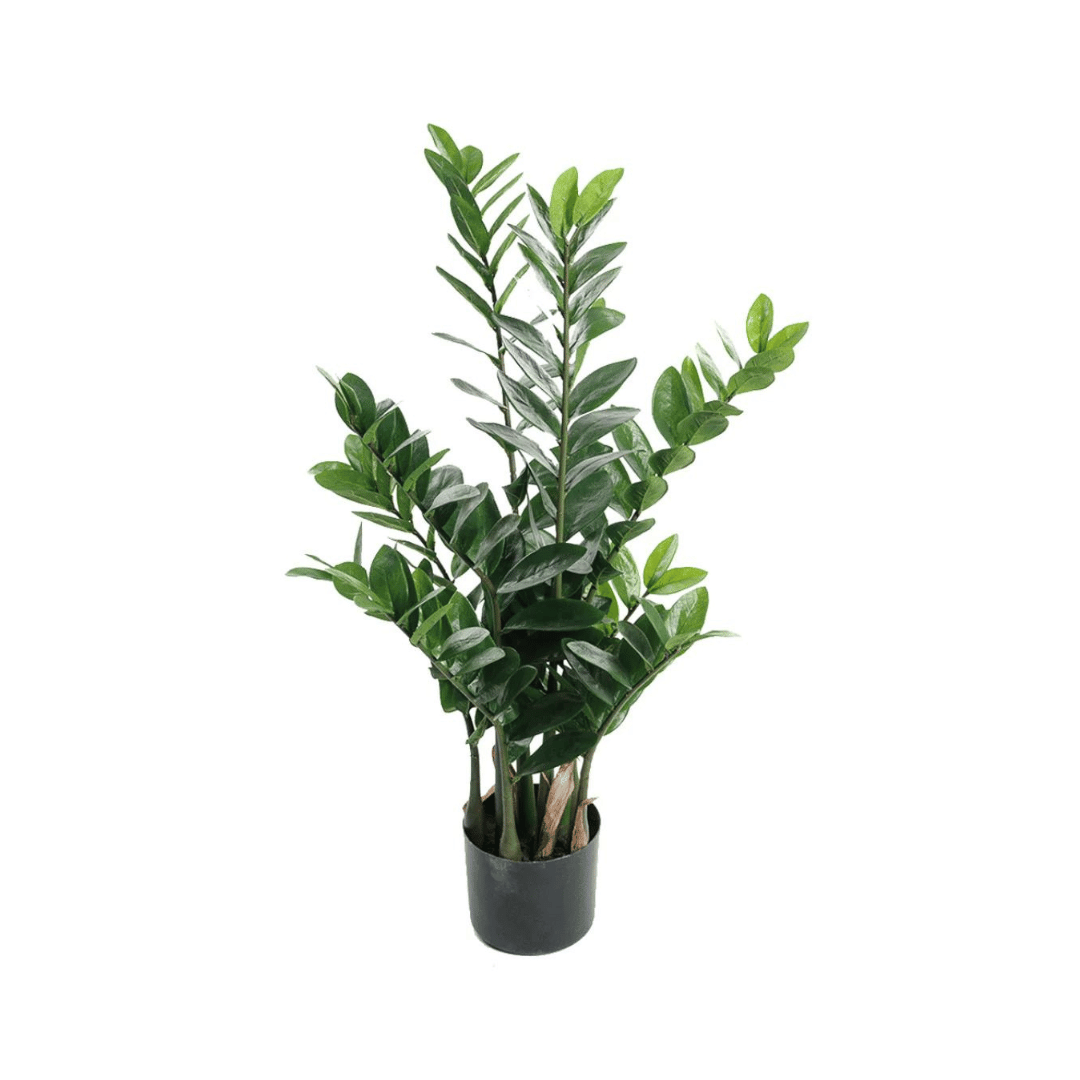 Mr. Plant Zamifolia 90 cm