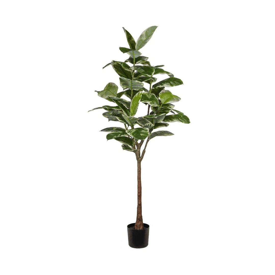 Mr. Plant Fikus Elastica 190 cm