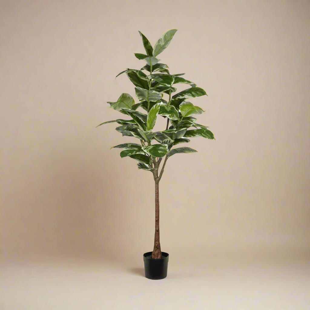 Mr. Plant Fikus Elastica 190 cm