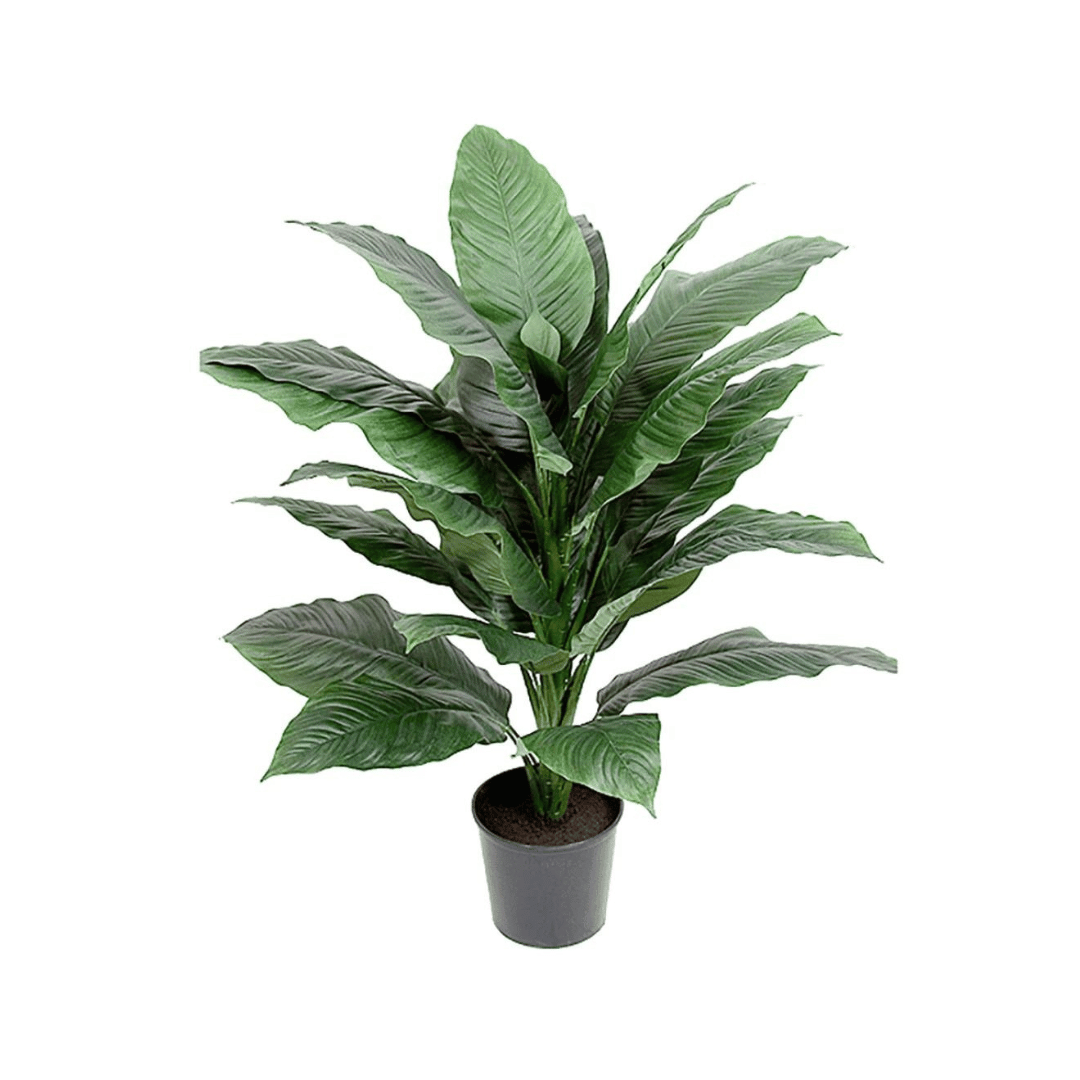 Mr. Plant Spathiphyllum 105 cm