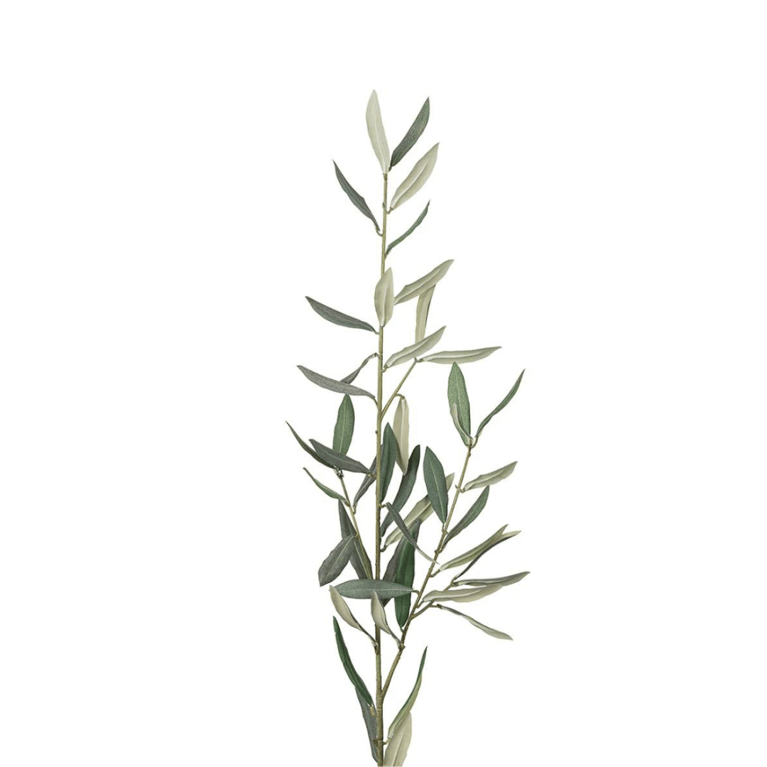 Mr. Plant Olivenkvist 50 cm