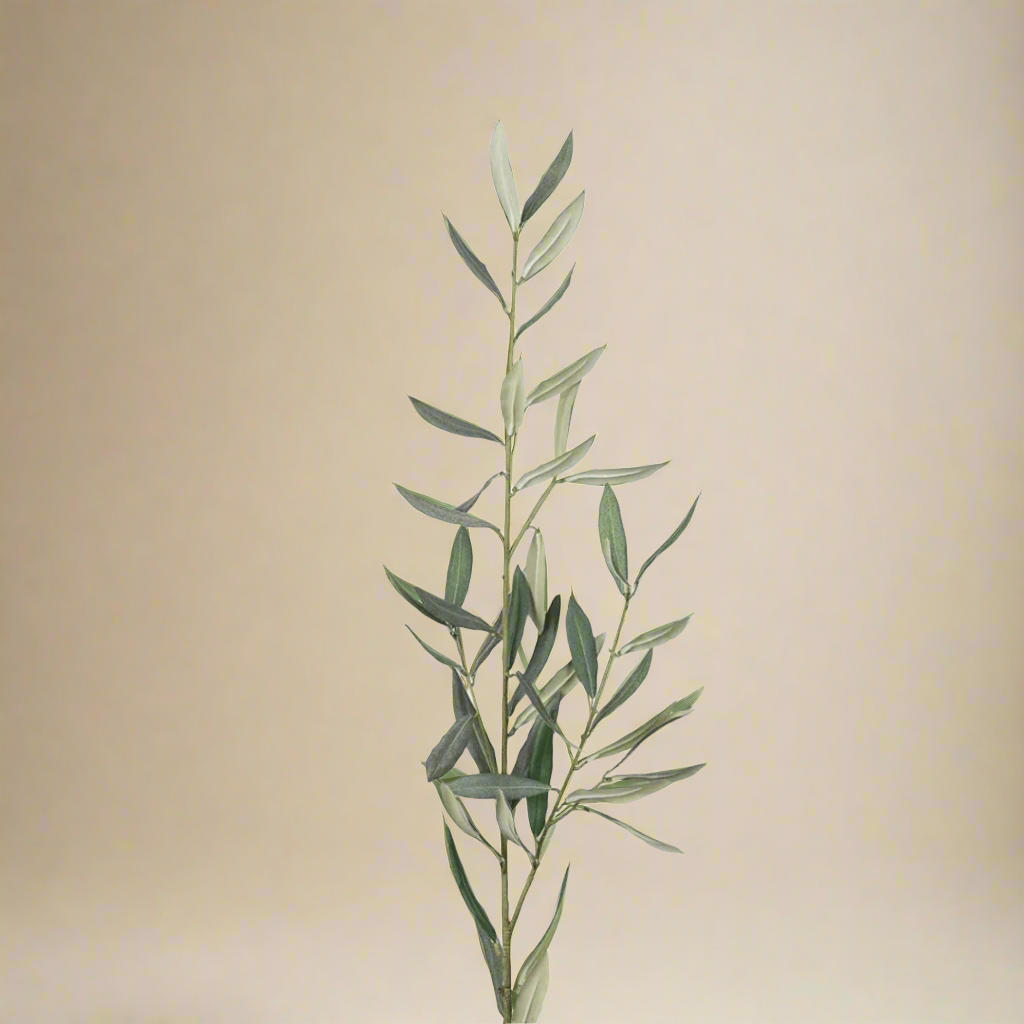Mr. Plant Olivenkvist 50 cm