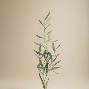 Mr. Plant Olivenkvist 50 cm