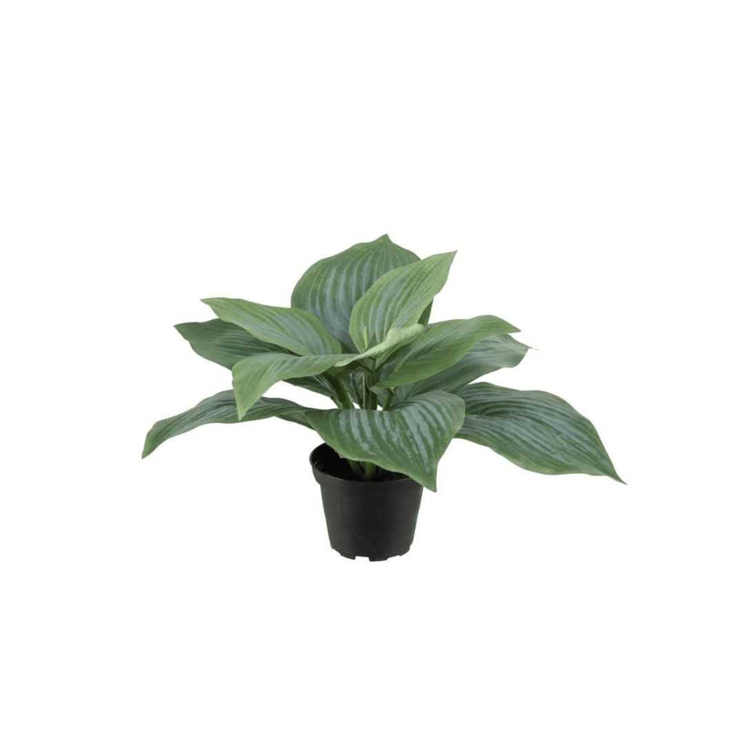 Mr Plant Leaf lilja, 20 cm