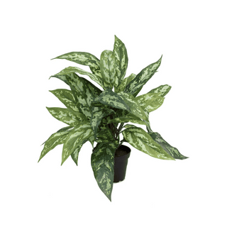 Mr. Plant Aglonema 35 cm