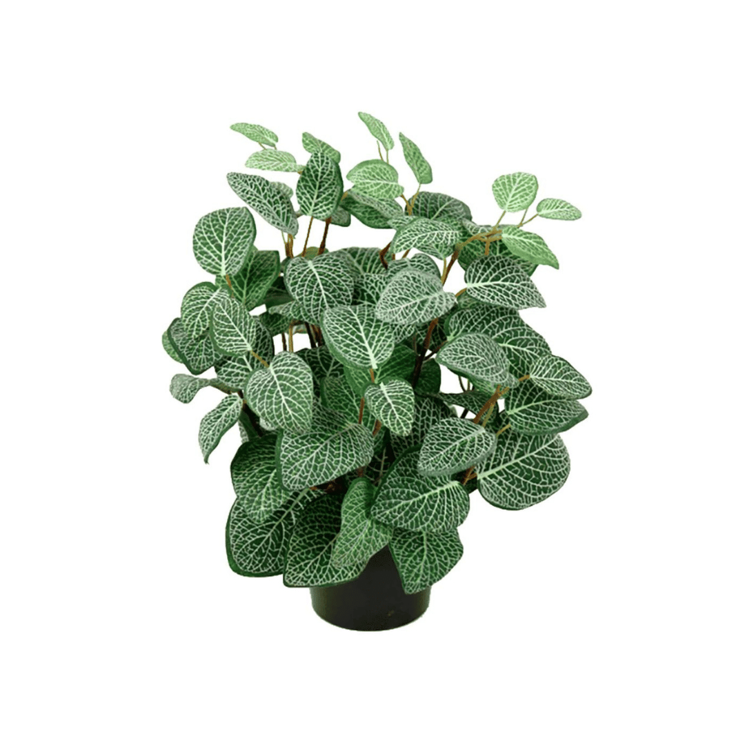Herr Plant Fittonia, 34 cm