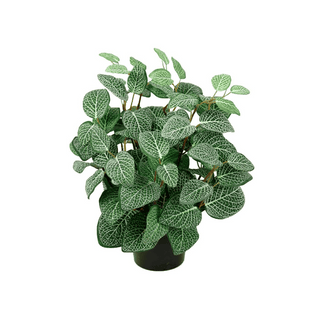 Mr. Plant Fittonia, 34 cm