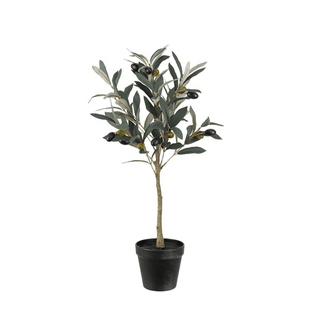 Mr. Plant Olivenplante 55 cm
