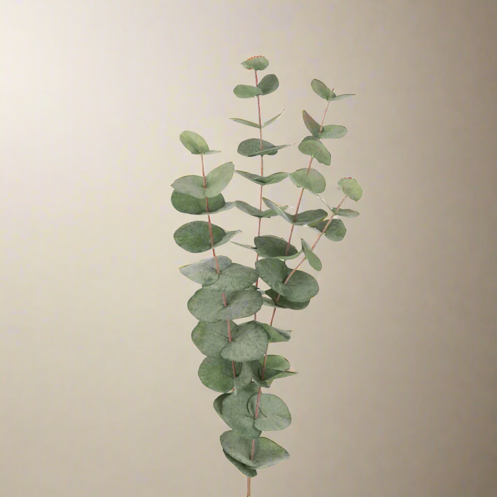 Herr Plant Eucalyptus 60 cm