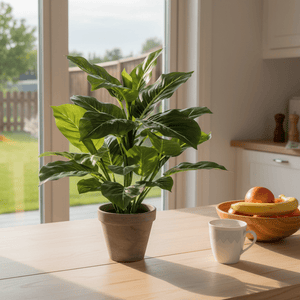 Spathiphyllum – kjøkkenbord