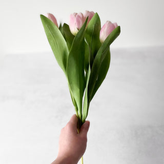 Mr. Plant Tulipan, rosa