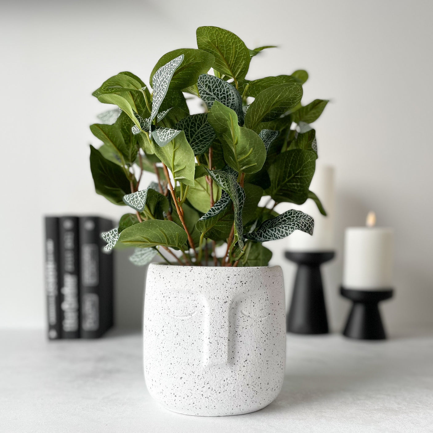 Mr. Plant Fittonia, 34 cm