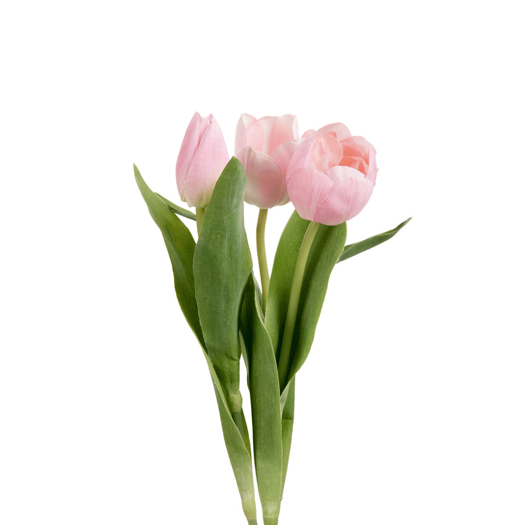 Mr Plant Tulip, rosa