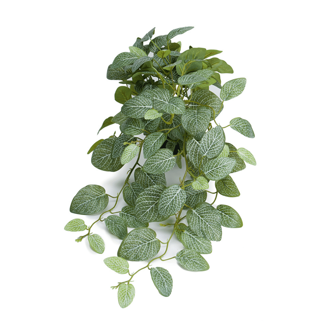 Herr Plant Fittonia, 50 cm