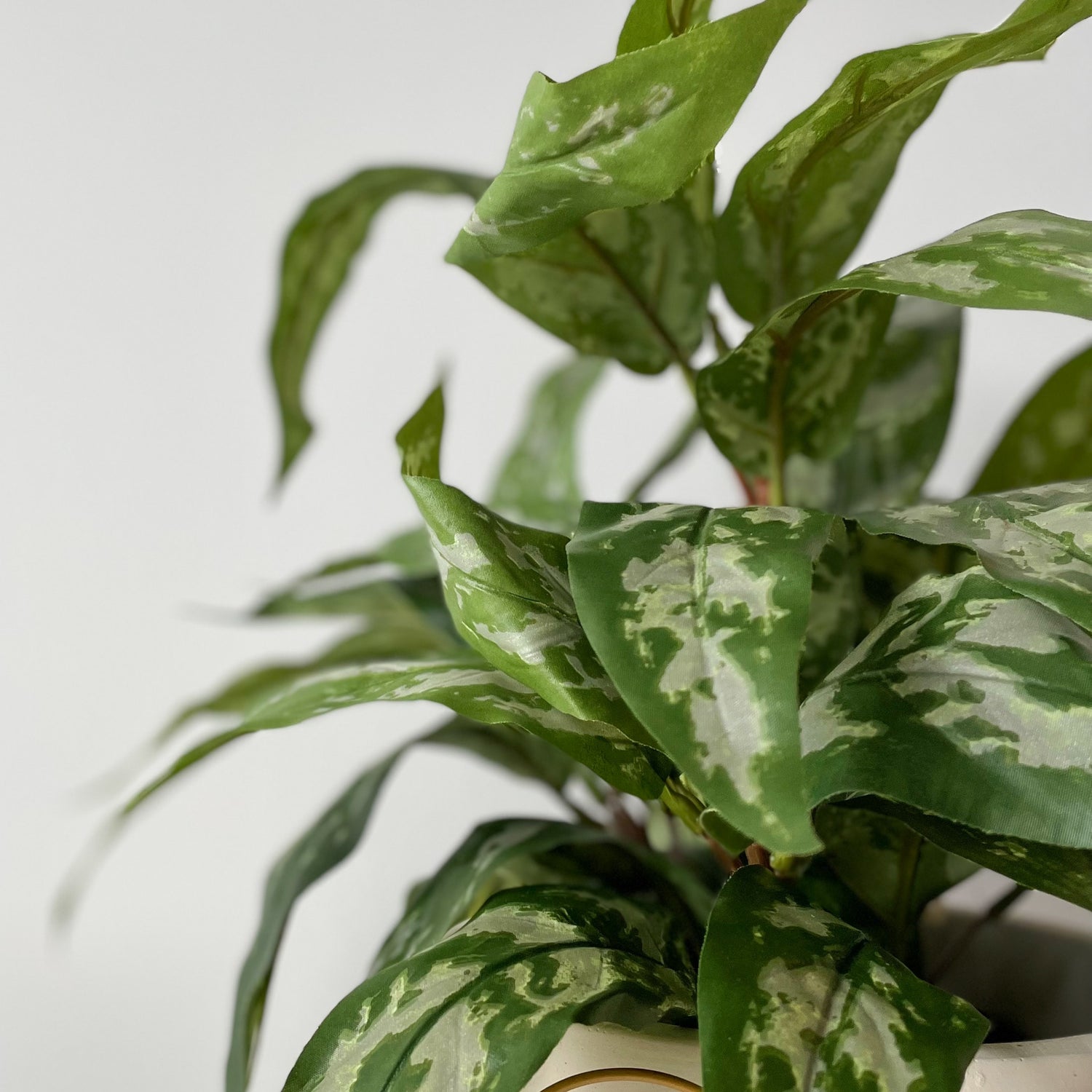 Mr. Plant Aglonema 35 cm