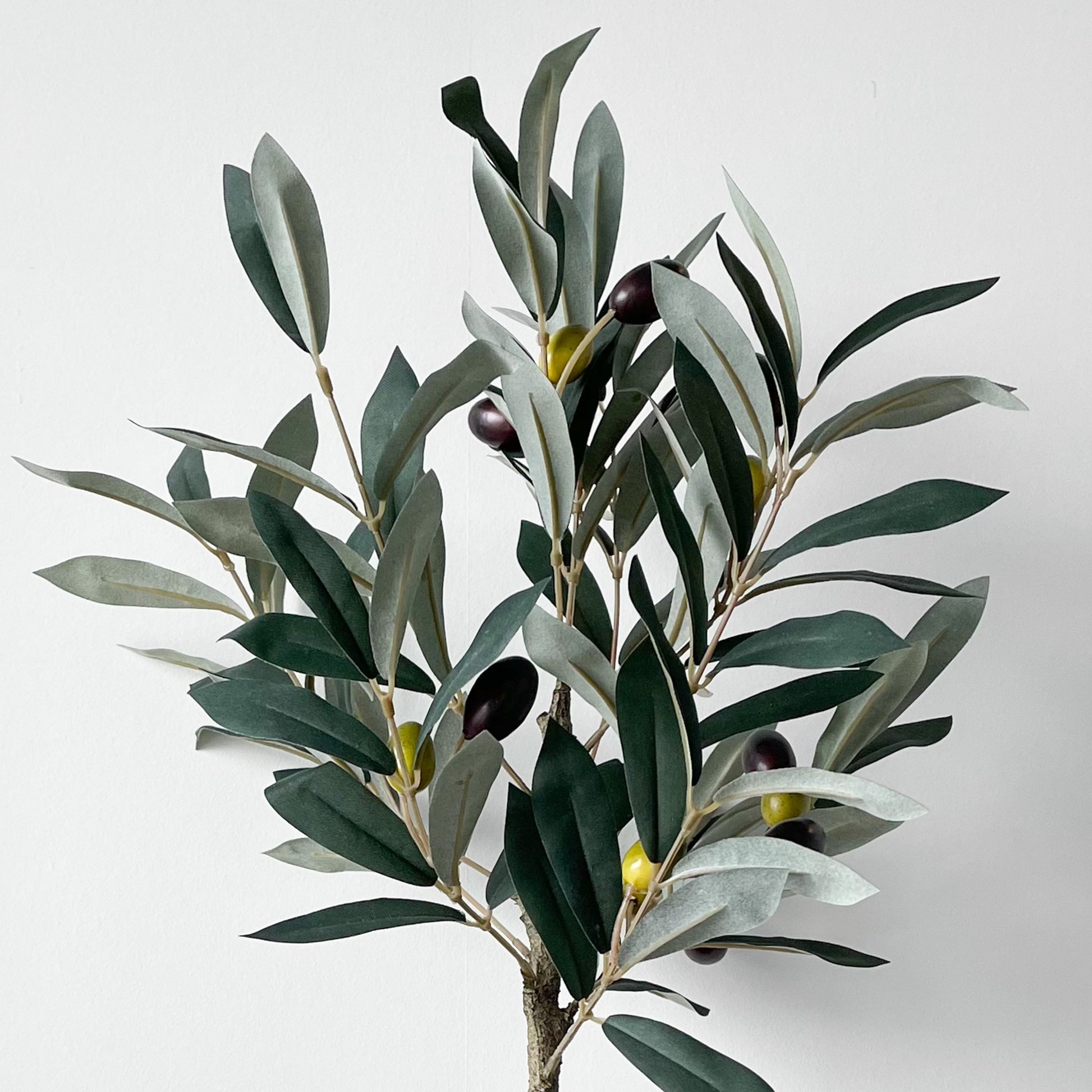 Herr Plant Olivväxt 55 cm