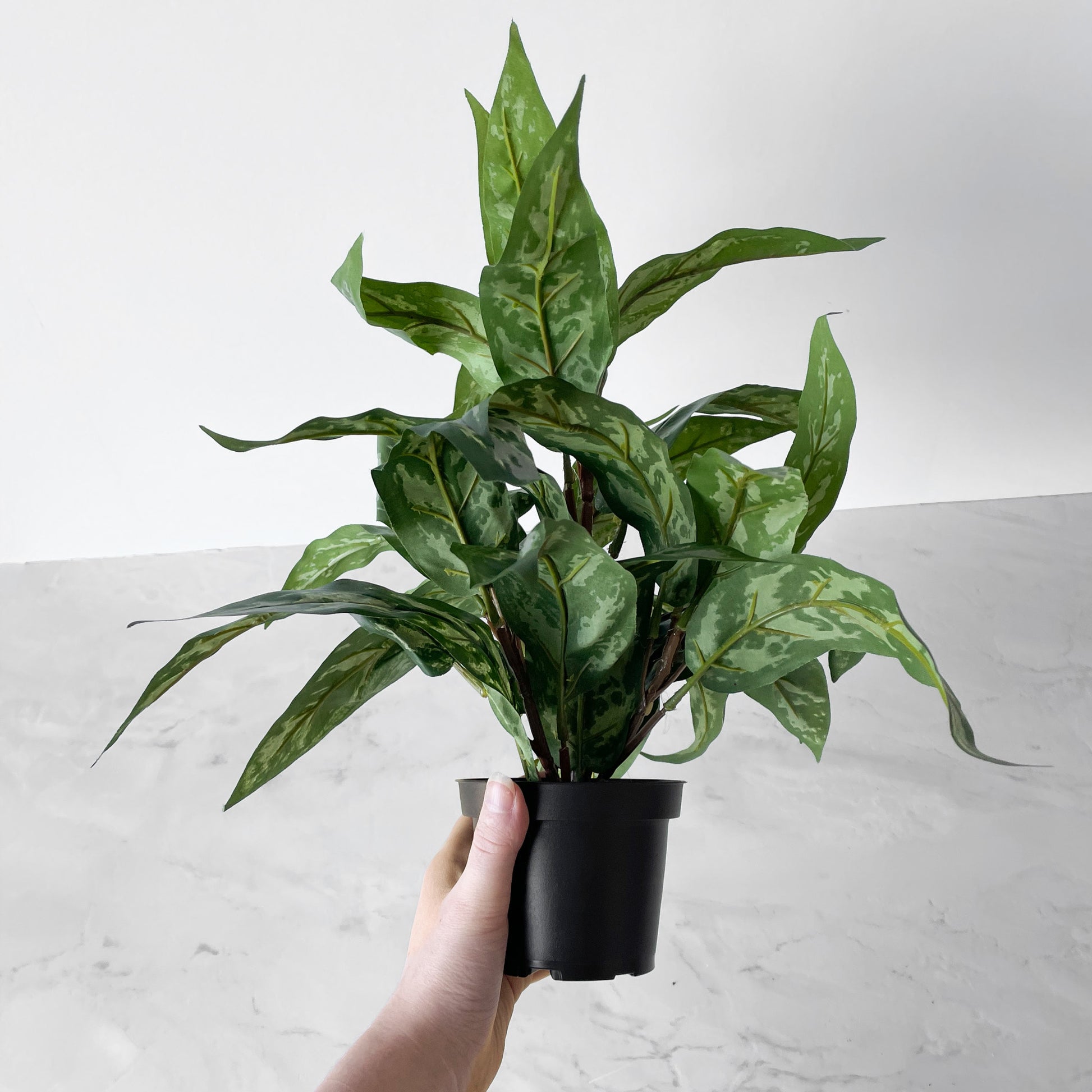 Herr Plant Aglonema 35 cm
