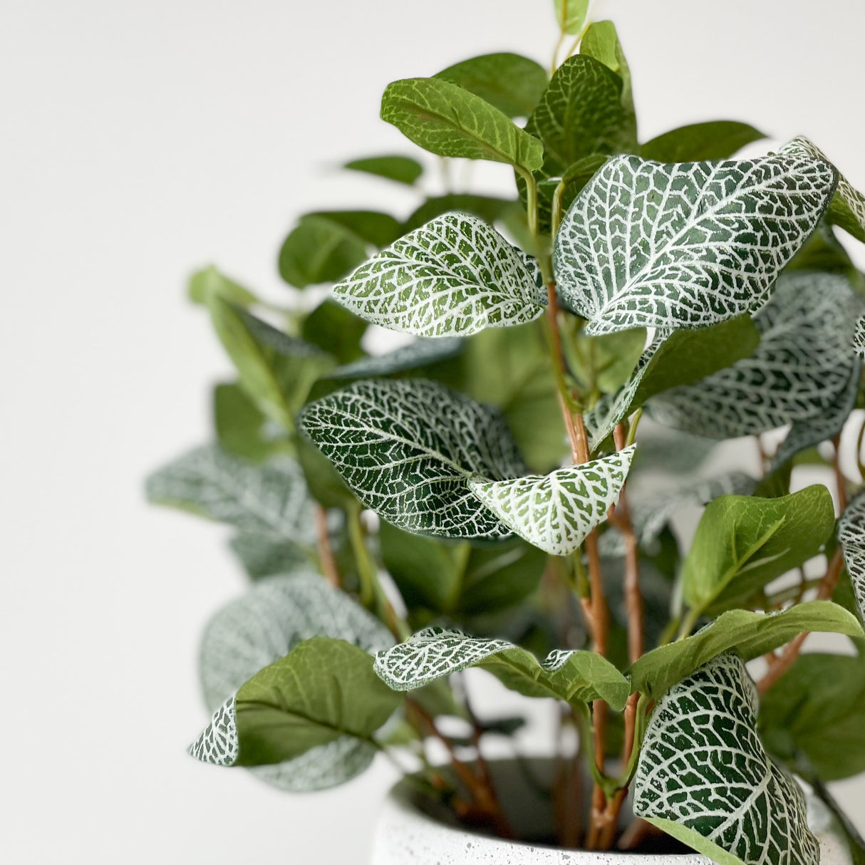 Herr Plant Fittonia, 34 cm