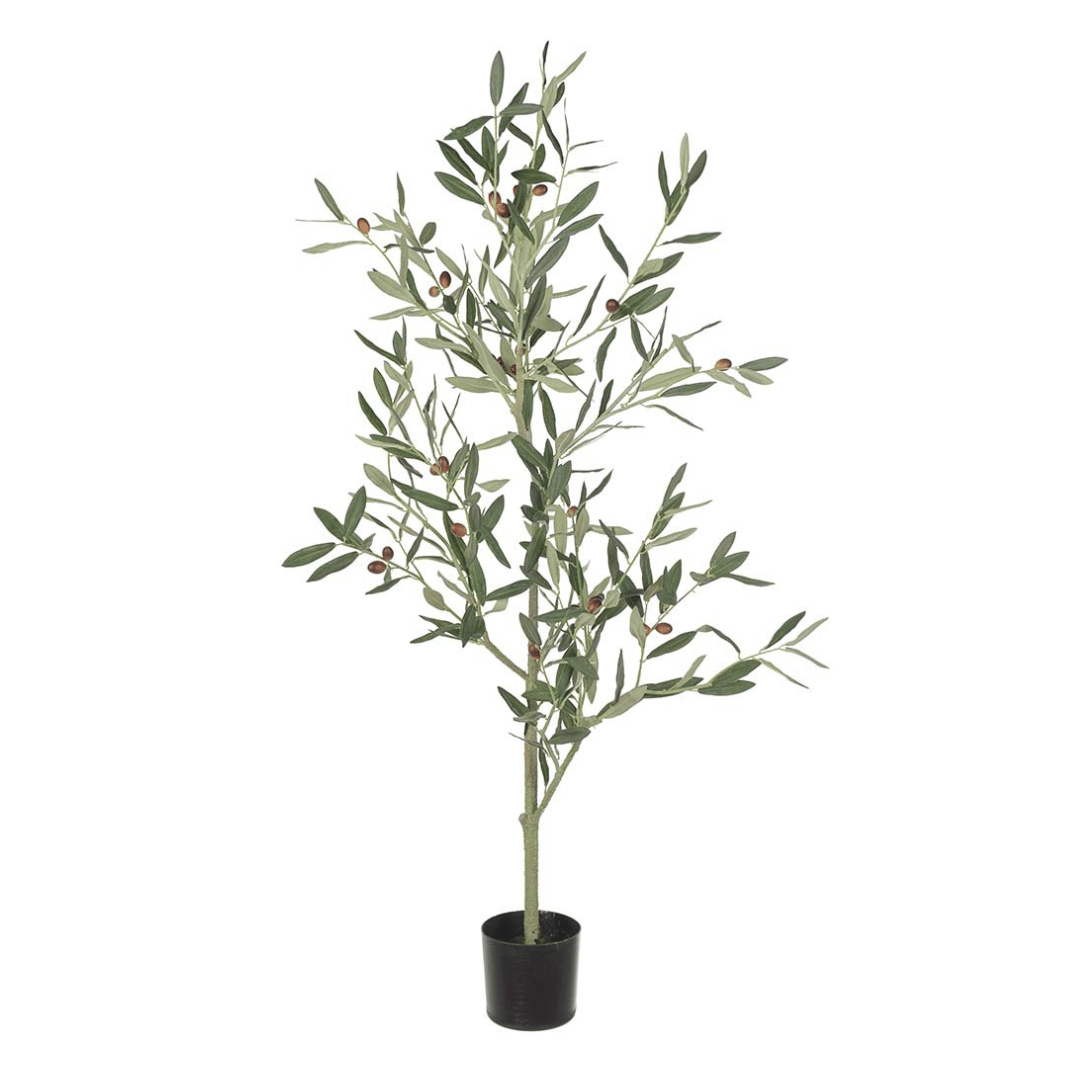 Herr Plantera olivträd 120 cm